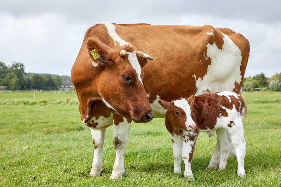 Holstein Sağlıklı İnek