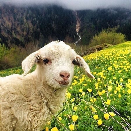 Yeni Doğmuş Kuzu